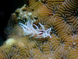 Image of Okenia brunneomaculata Gosliner 2004