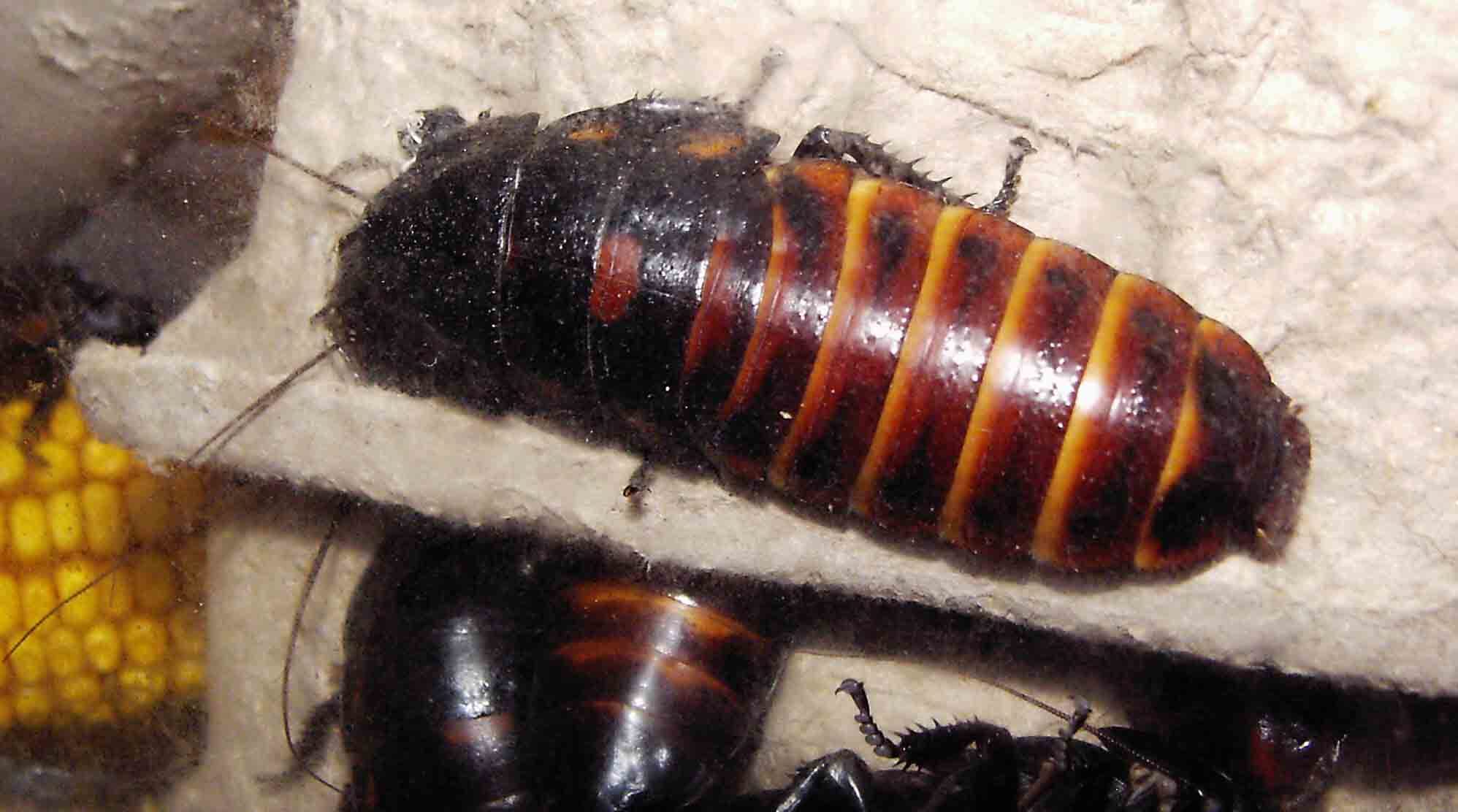 Madagascar Hissing Cockroach Media Encyclopedia Of Life