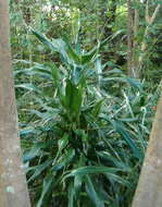 Image of large-leaved dragon tree