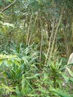 Image of large-leaved dragon tree