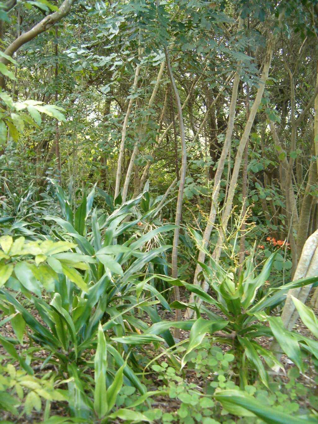 Image of large-leaved dragon tree