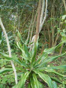 Plancia ëd Dracaena aletriformis (Haw.) Bos