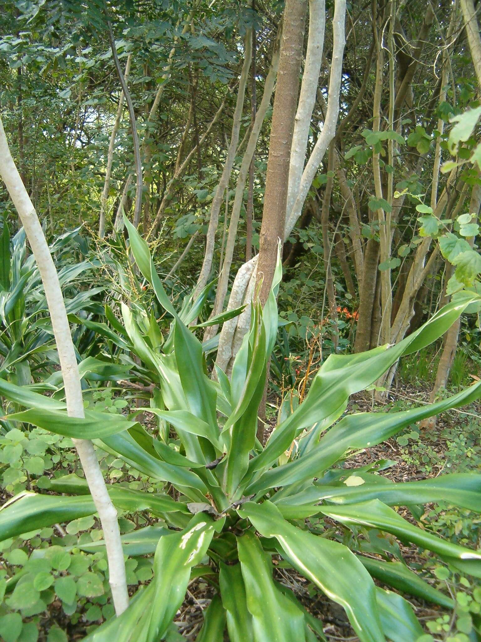 Image of large-leaved dragon tree