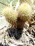 Image of Mammillaria eriacantha Link & Otto ex Pfeiff.