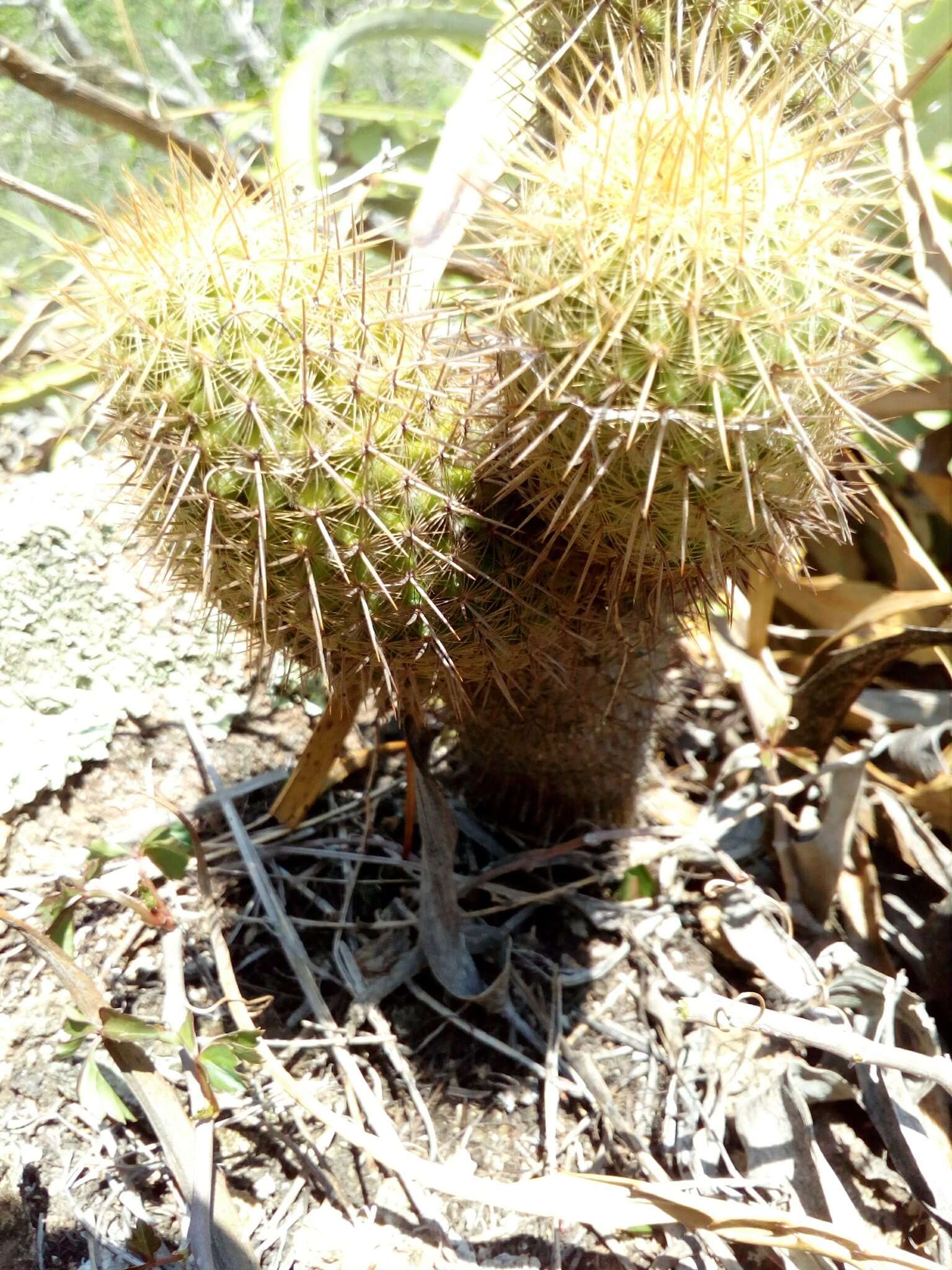 Image de Mammillaria eriacantha Link & Otto ex Pfeiff.