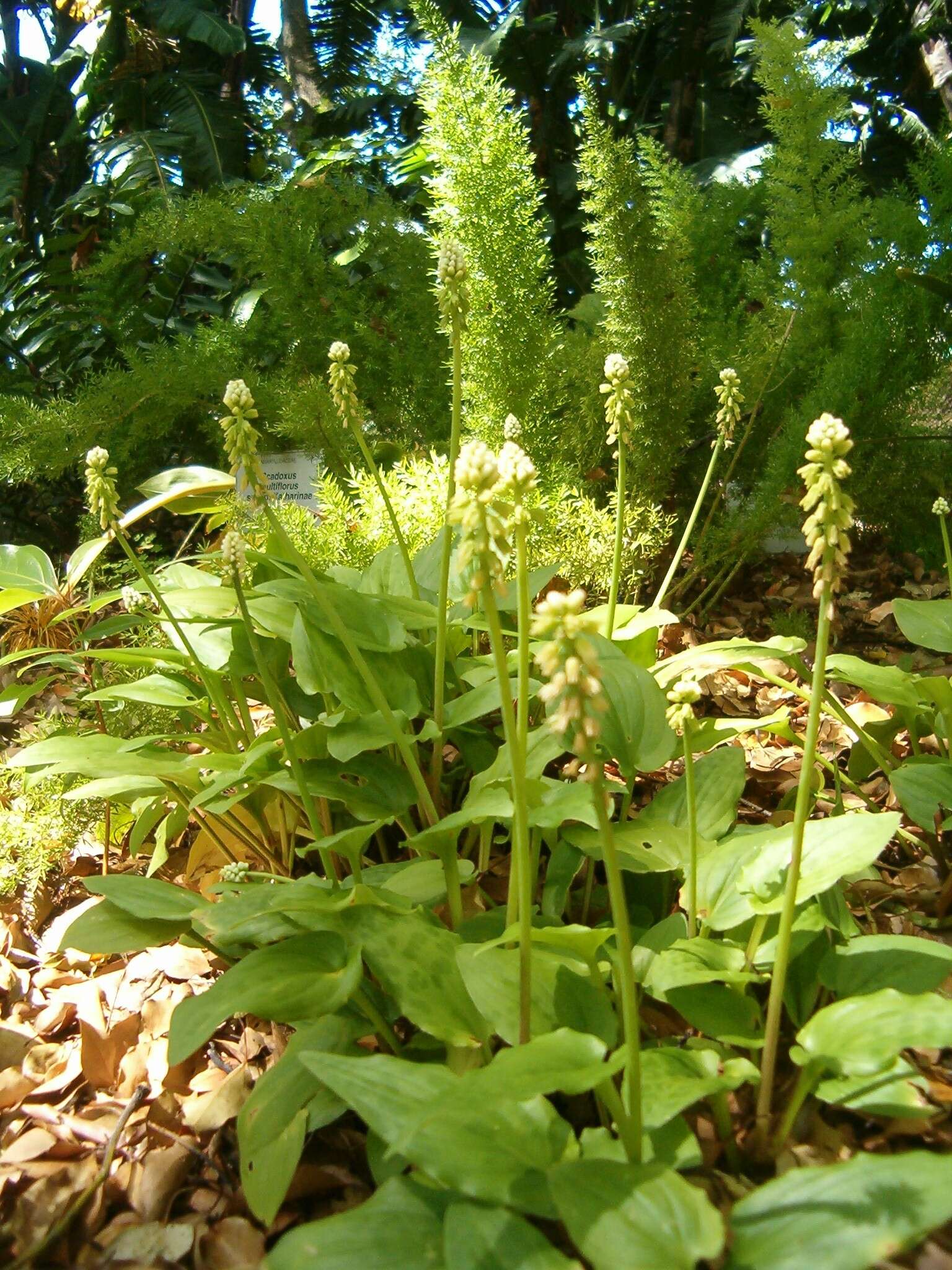 Imagem de Drimiopsis maculata Lindl. & Paxton