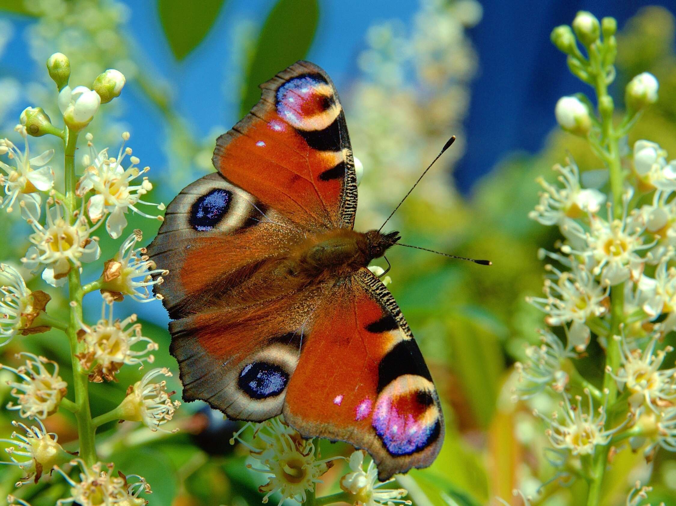 Image of Aglais io