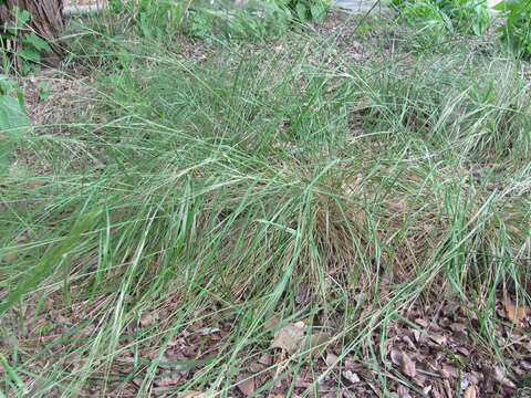 Image of Texas wintergrass