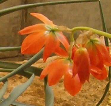 Image de Ornithogalum maculatum Jacq.