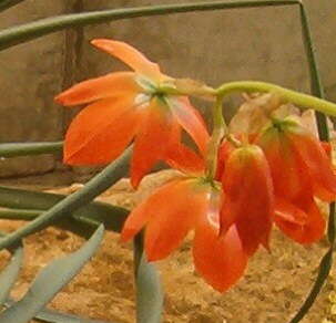 Image de Ornithogalum maculatum Jacq.