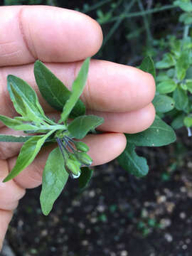 Image de Solanum umbelliferum Eschsch.