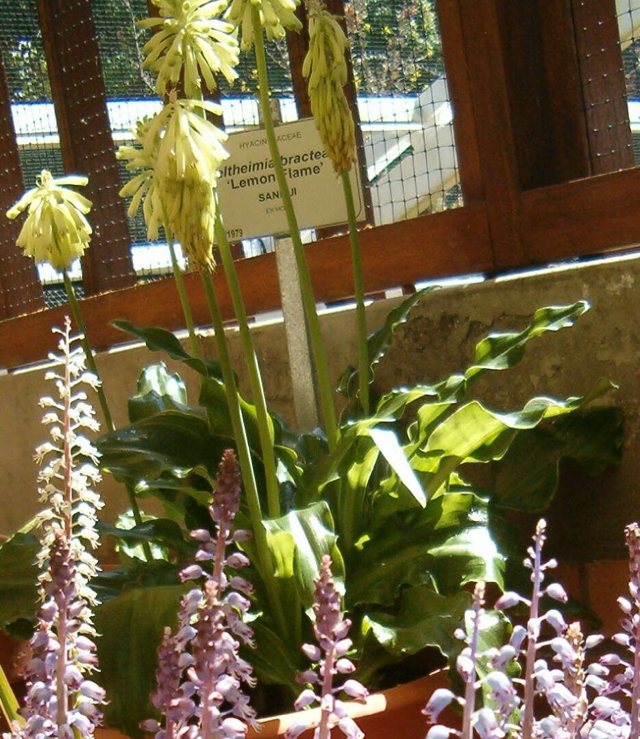 Sivun Veltheimia bracteata Harv. ex Baker kuva