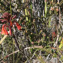 Image of Tasmanian Christmas Bell