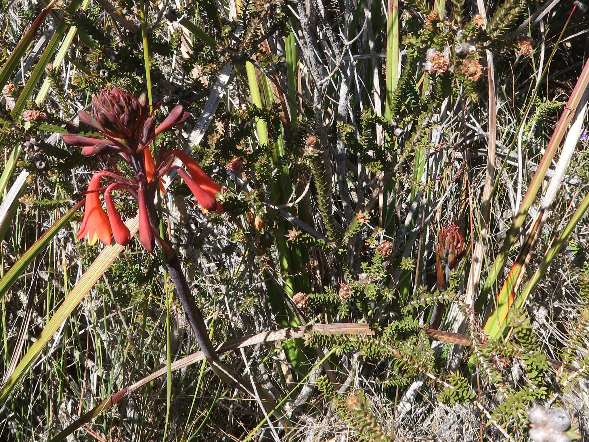 Image of Tasmanian Christmas Bell