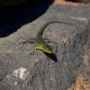 Image of Thin Tree Iguana