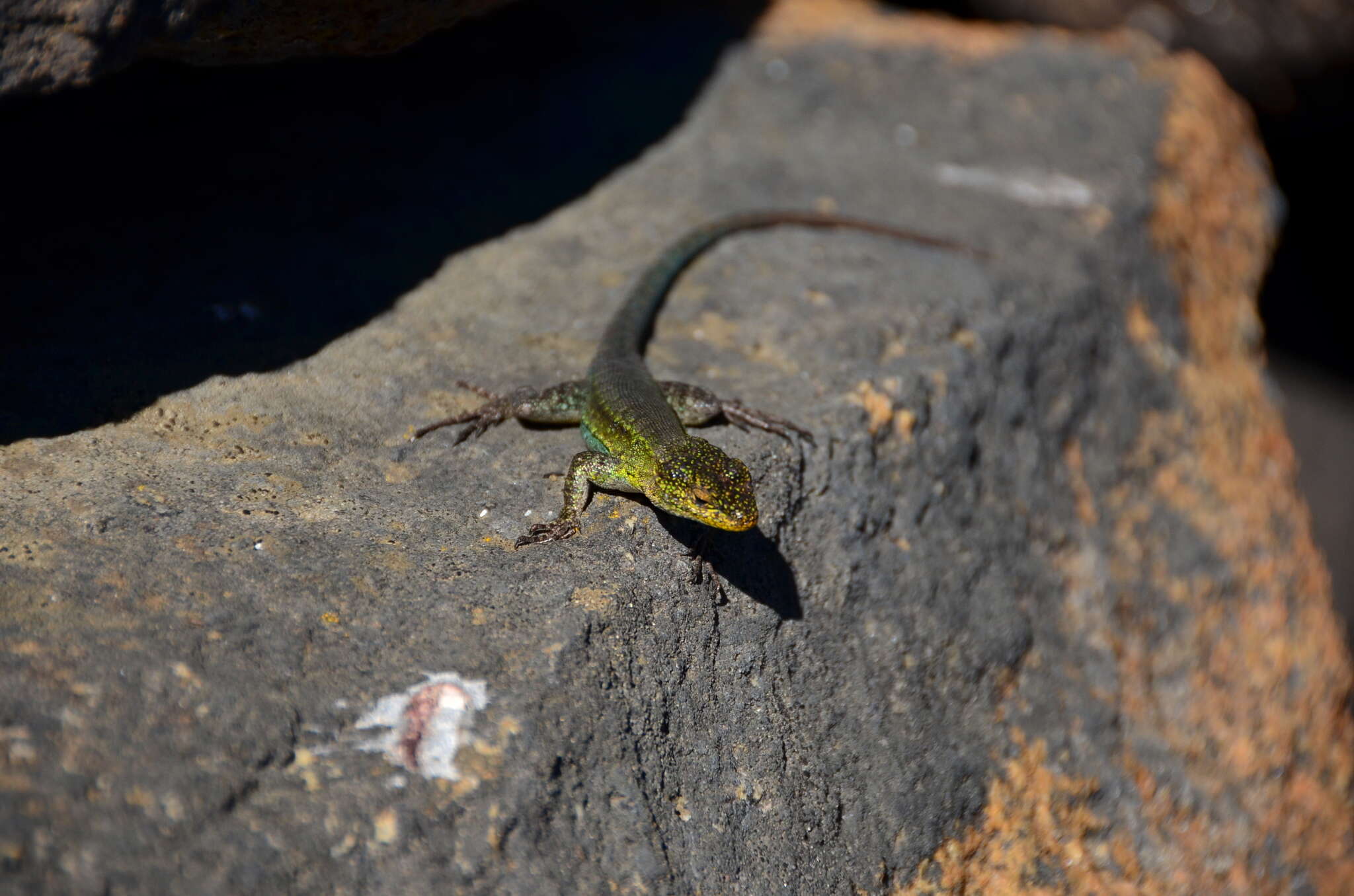 Image of Thin Tree Iguana