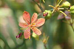 Image of Leopard flower