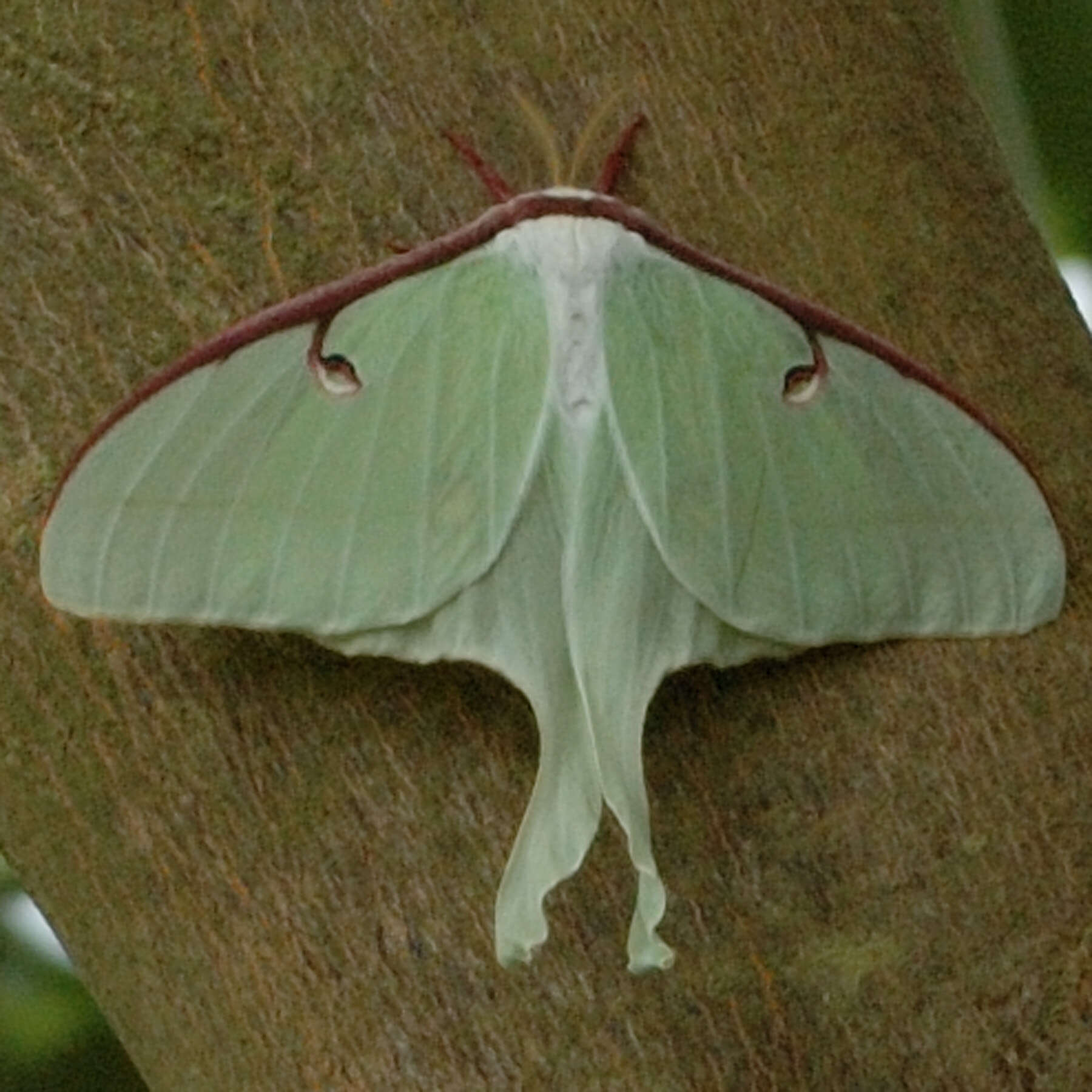 Image of Luna Moth