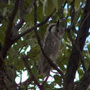 Image of Southern White-faced Owl