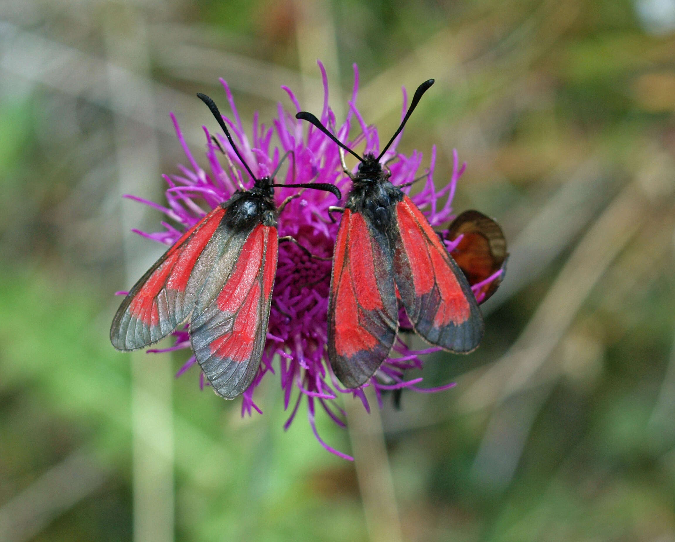 Plancia ëd Zygaena purpuralis Brünnich 1763