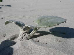 Image of Sand daisy