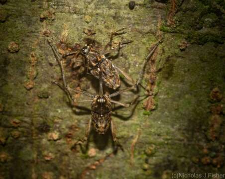 Plancia ëd Mecopus rufipes Heller 1893