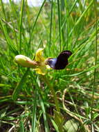 صورة Ophrys atlantica Munby