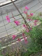 Image of Antirrhinum tortuosum Bosc ex Vent.