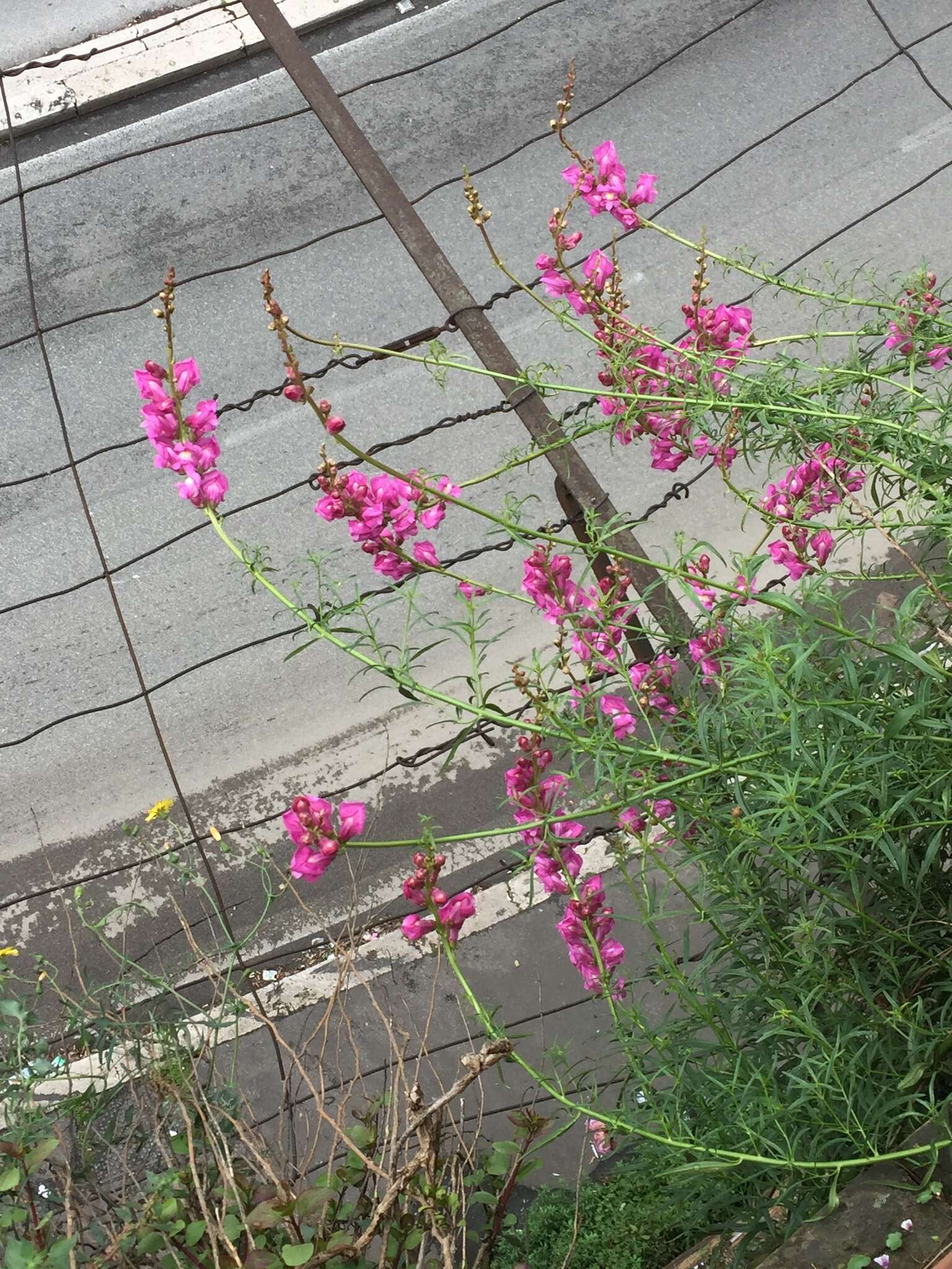 Image of Antirrhinum tortuosum Bosc ex Vent.