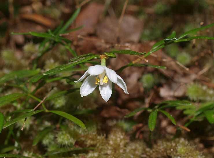 Luzuriaga parviflora (Hook. fil.) Kunth的圖片