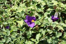 Image de Thunbergia erecta (Benth.) T. Anders.