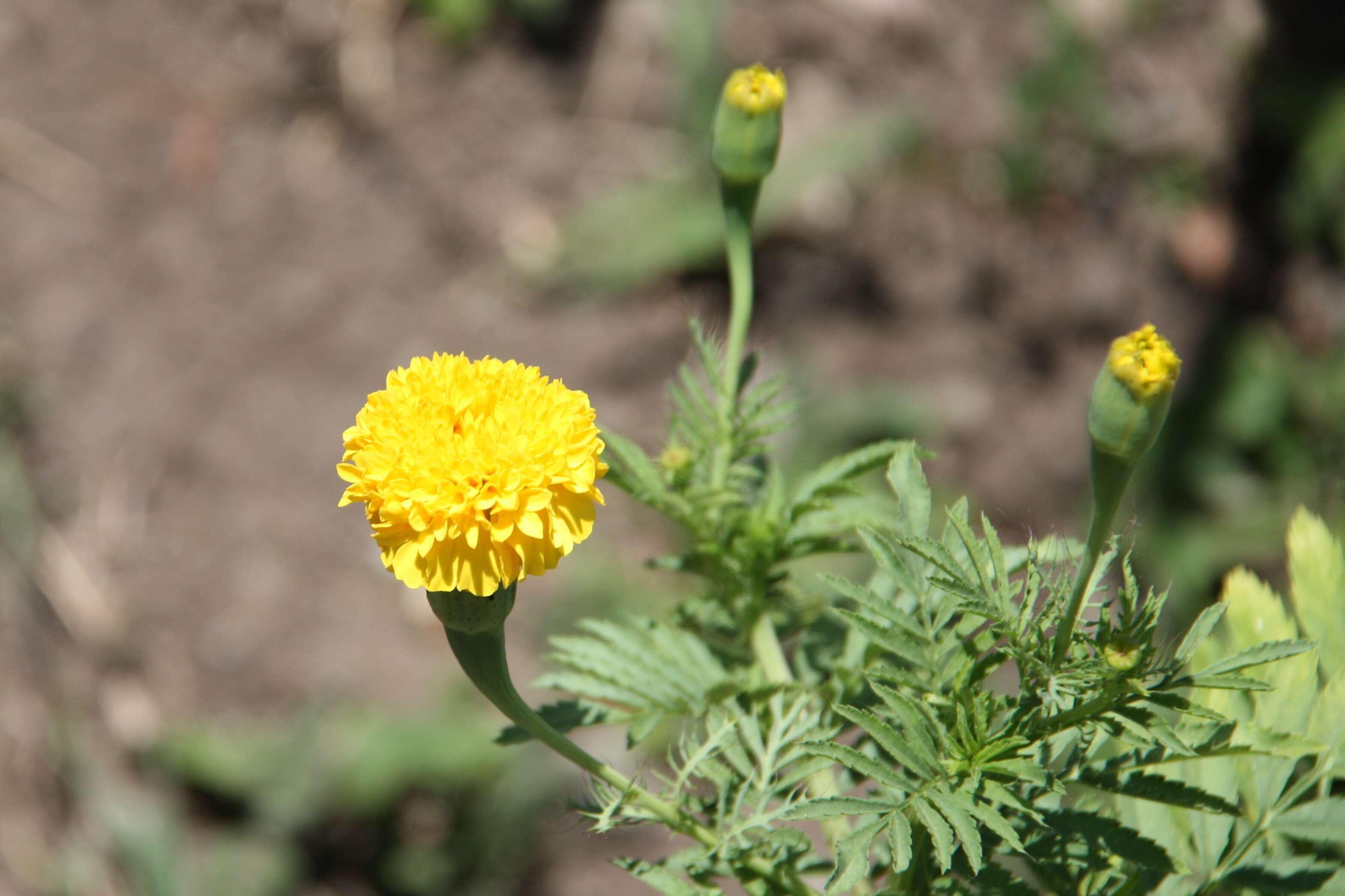 Image of French marigold