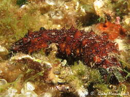 Image de concombre de mer ensablé