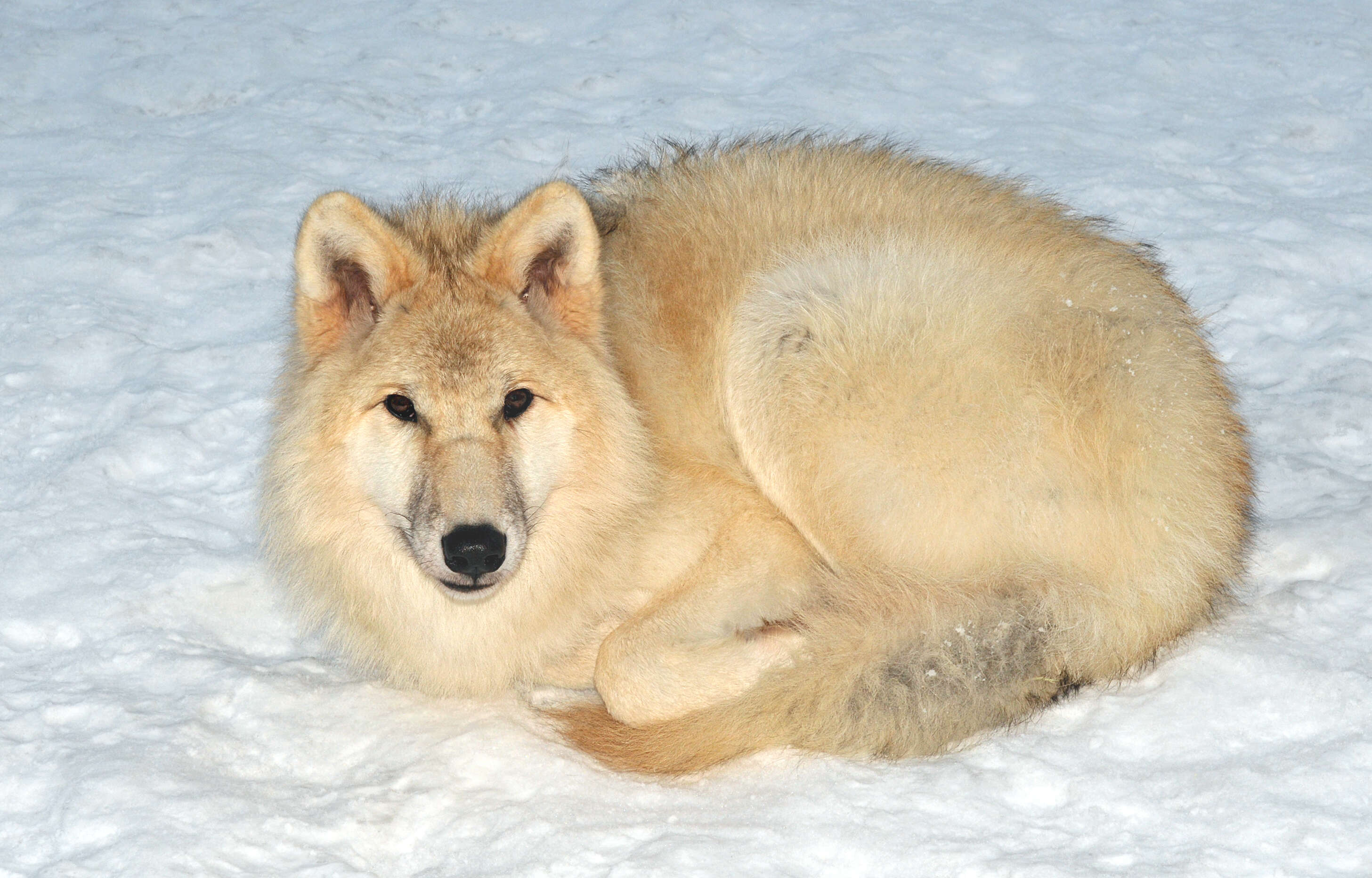 Image of Arctic wolf