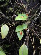 Image of rock babyboot orchid