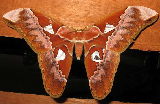 Image of atlas moth