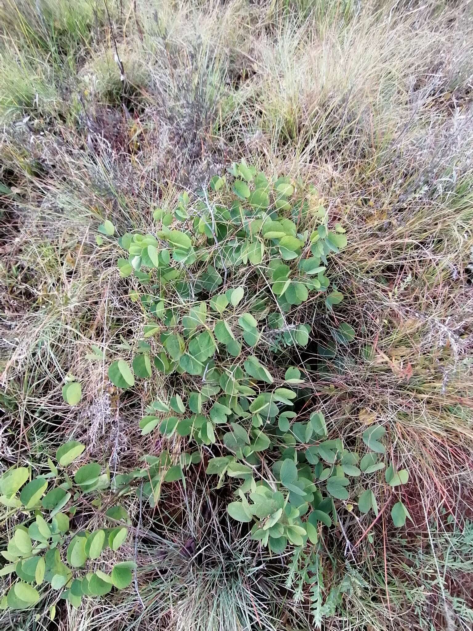 Слика од Tylosema esculentum (Burch.) A. Schreib.