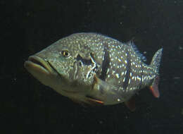 Image of Speckled peacock bass