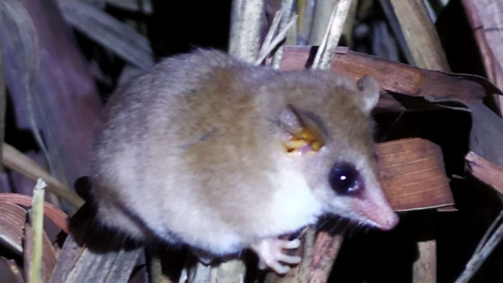 Image of Chacoan Mouse Opossum