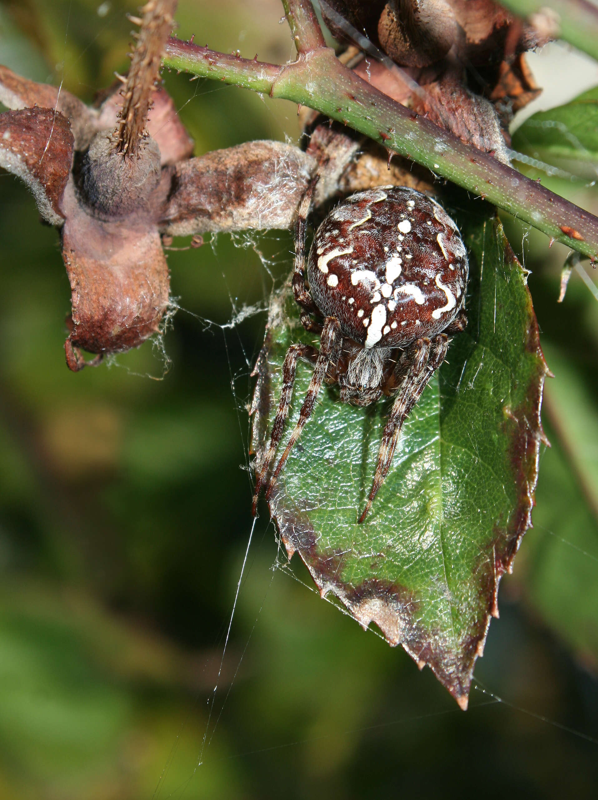 Image of Garden spider