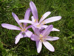 Image of Autumn crocus