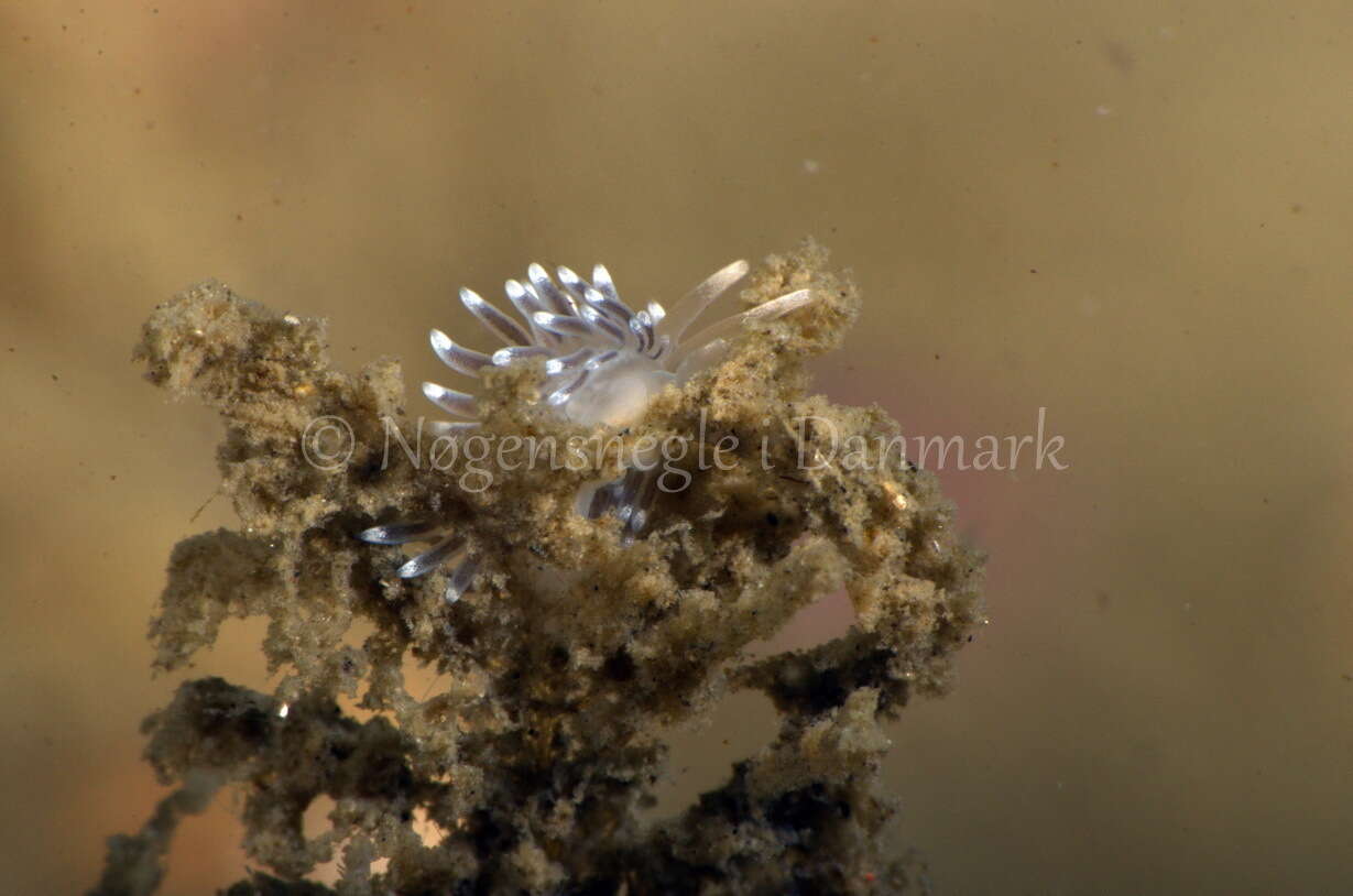 Cuthonella concinna (Alder & Hancock 1843) resmi