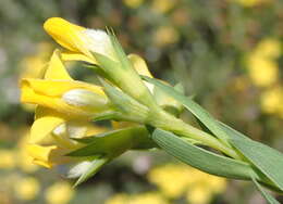 Слика од Aspalathus angustifolia subsp. angustifolia