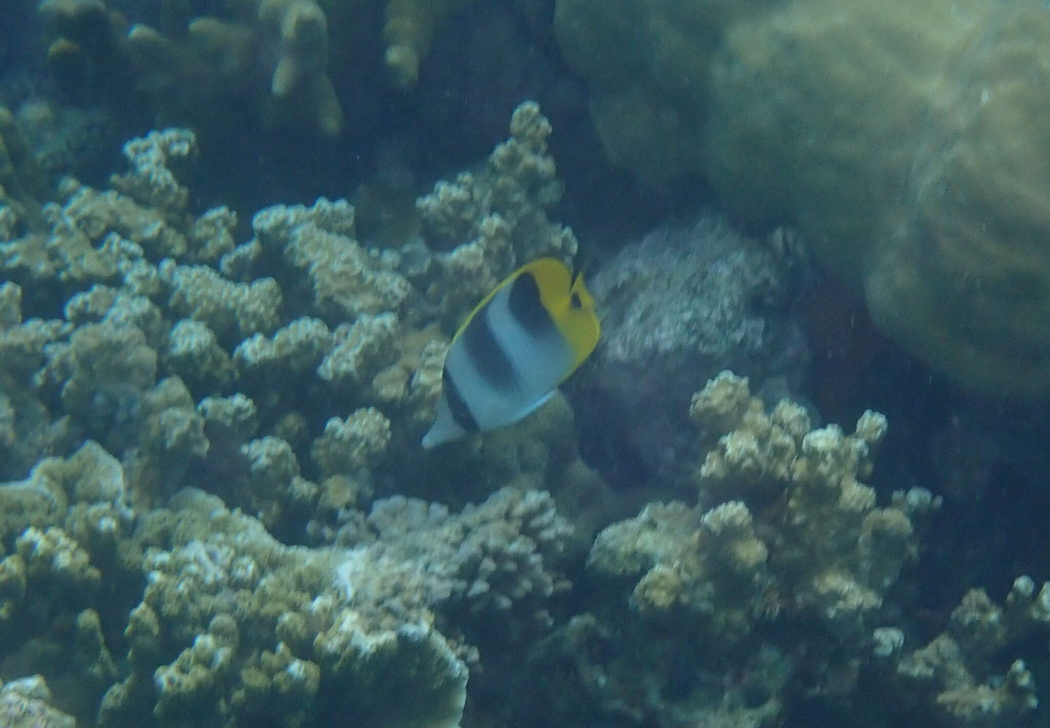 Image of Pacific Double-saddle Butterflyfish