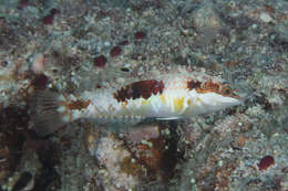 Image of Pink-belly wrasse