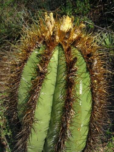 Imagem de Astrophytum ornatum (DC.) Britton & Rose