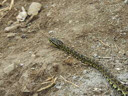 Image of Jerdon's Pitviper