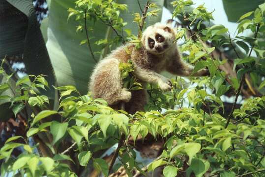 Image of lorises and pottos