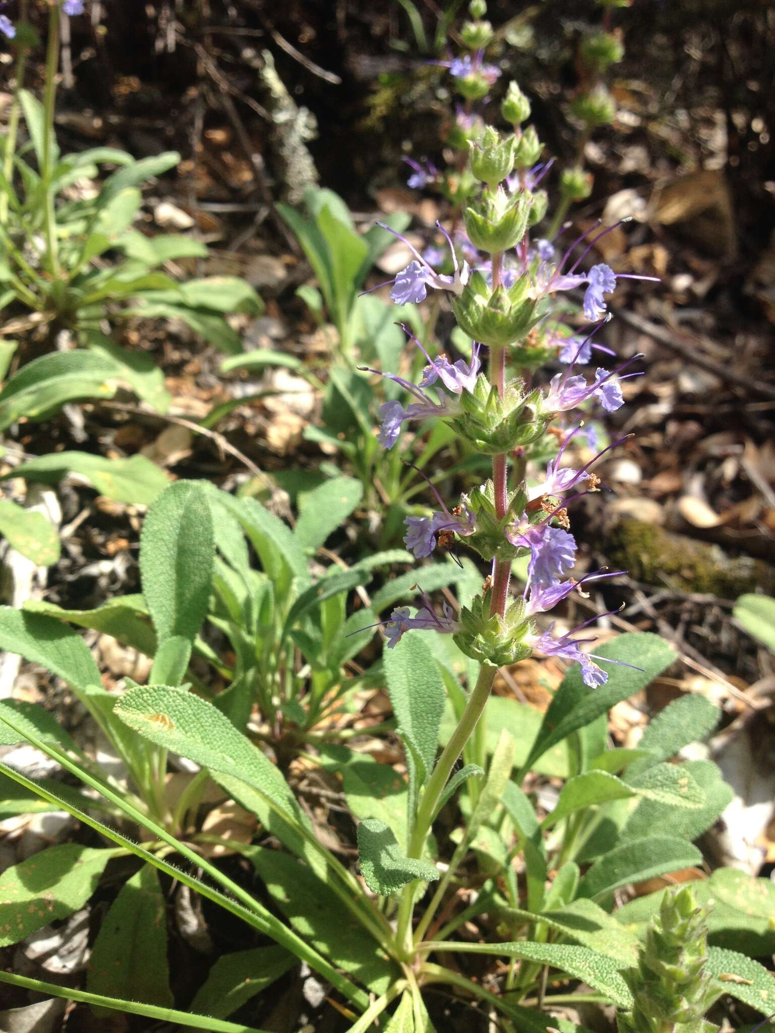 Imagem de Salvia sonomensis Greene