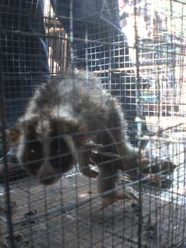 Image of Javan Slow Loris